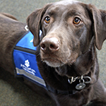 Therapy Dog